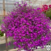 Lobelia erinus 'Laura® Purple' - Sinilobeelia 'Laura® Purple' P9/0,55L